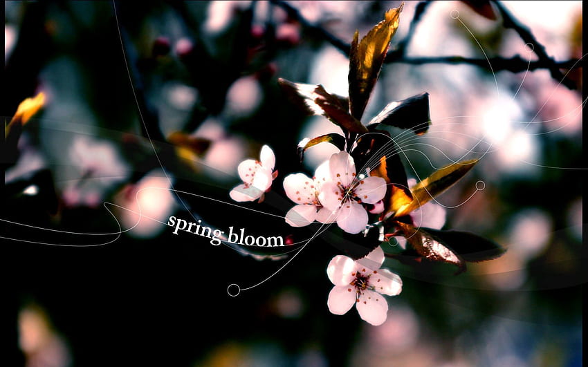 สีชมพู ดอกไม้ มาโคร แผ่น ใบไม้ วอลล์เปเปอร์ HD