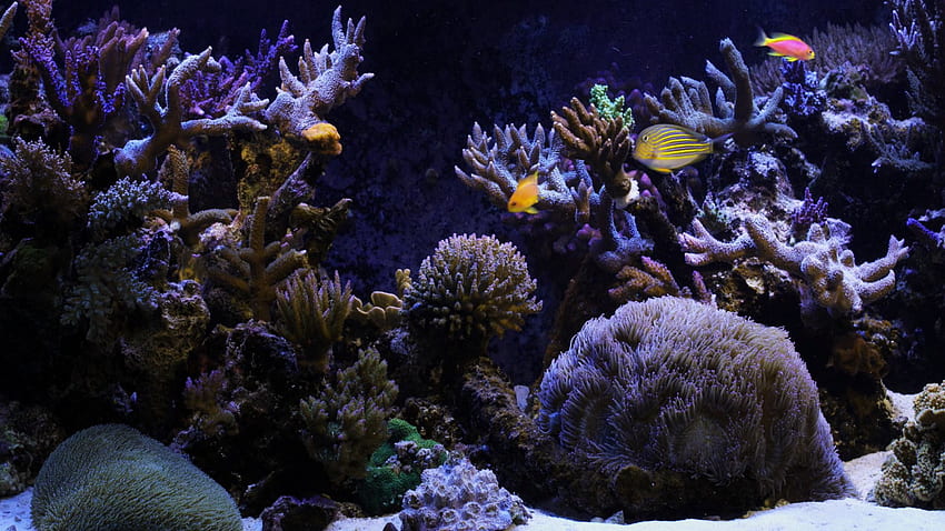 Meerwasseraquarium für mobiles Meerwasseraquarium - Aquarium, Meerwasseraquarium HD-Hintergrundbild