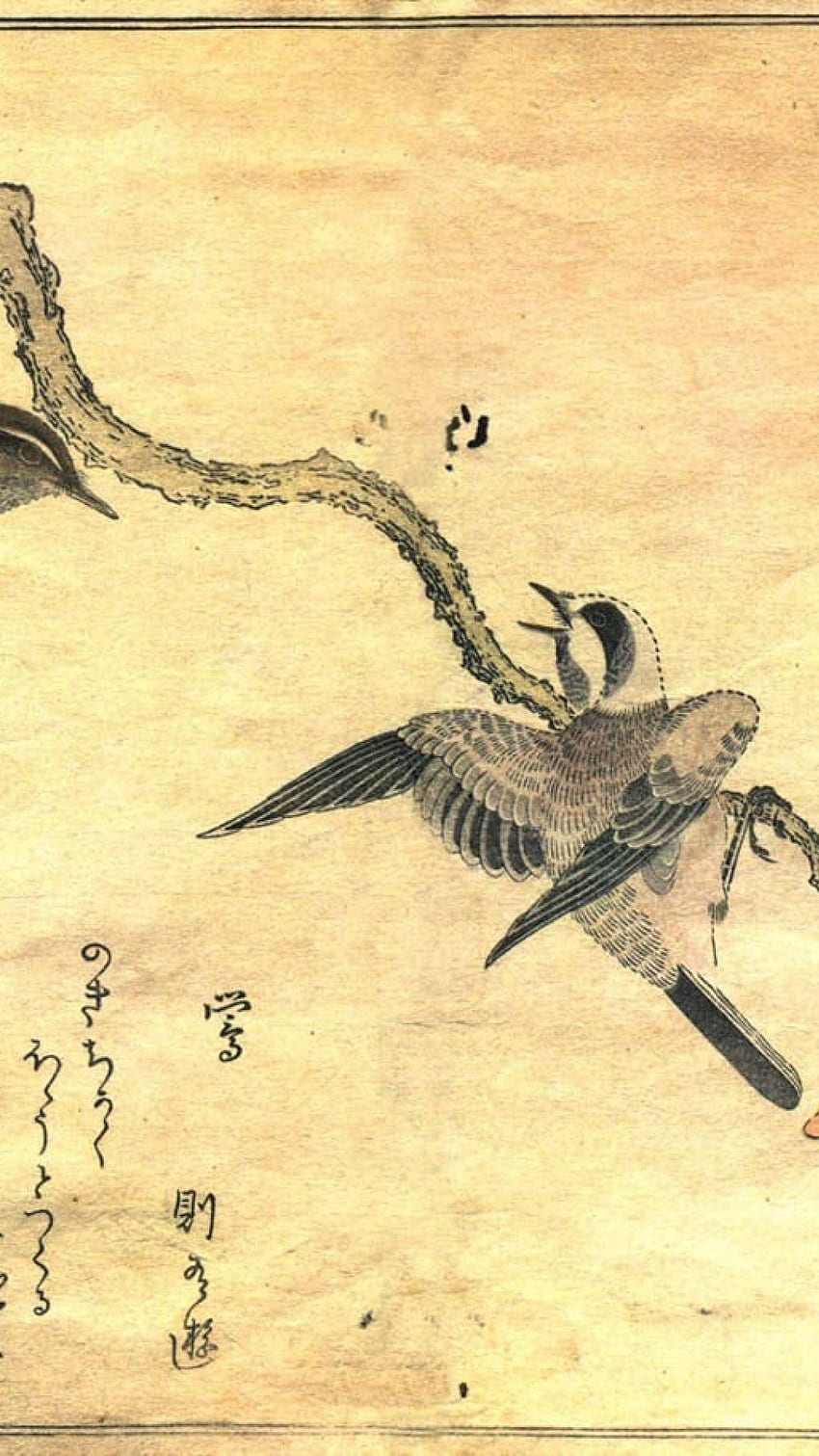 Birds japanese artwork warblers great tit kitagawa utamaro, Japanese Fish Art HD phone wallpaper