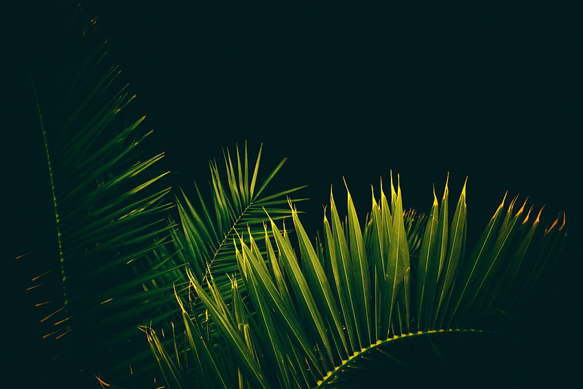 Leaves, Palms, Dark, Branches, Black Background HD wallpaper