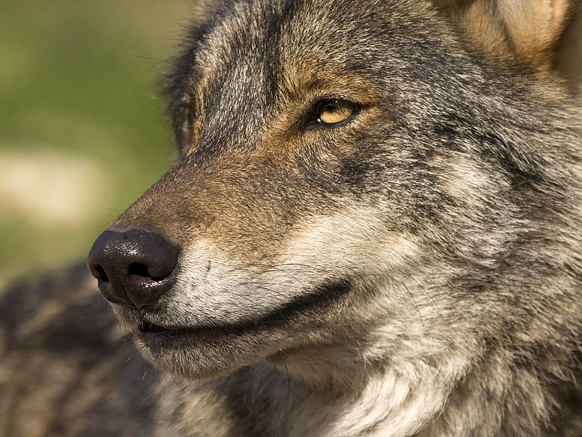 Iberian Wolf Portrait, spanish, wolves, grey, iberian, wolf HD wallpaper