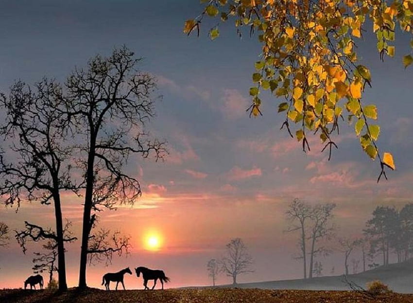 The Meeting, horses, leaves, que, trees, sky, sun, tranquil HD wallpaper