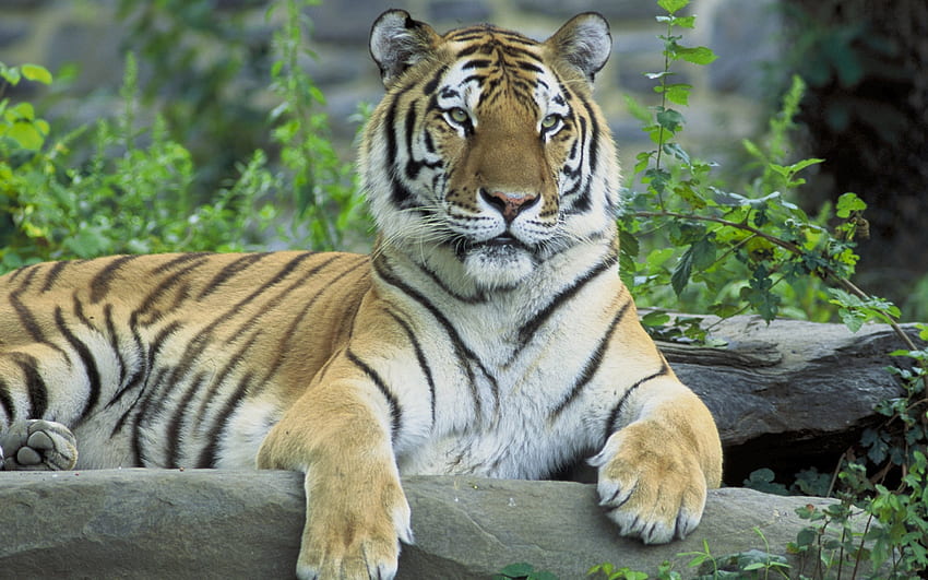Tiger, animal, big wild cat, plants HD wallpaper