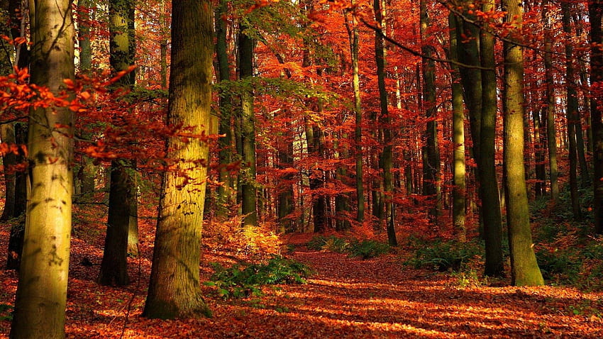 Autumn let you feel the magic of Fall, Autumn Forest HD wallpaper