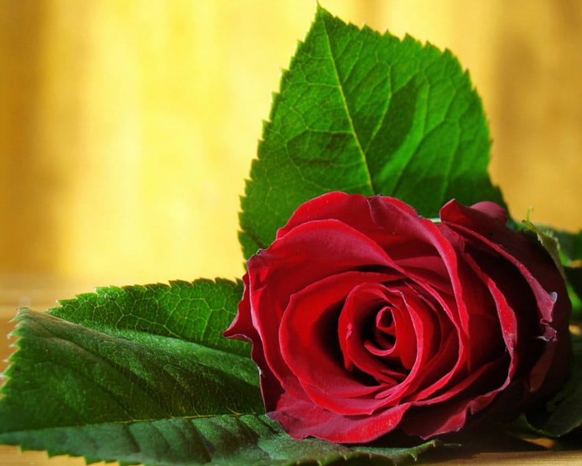 Piękna czerwona róża, róża, liść, czerwień, kwiat Tapeta HD