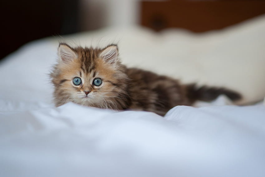 Kitten, cute, ears, cat, kitty HD wallpaper