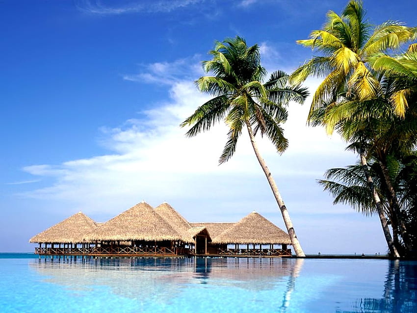 Красота на плажа, кокосови дървета, остров, курорти, море HD тапет