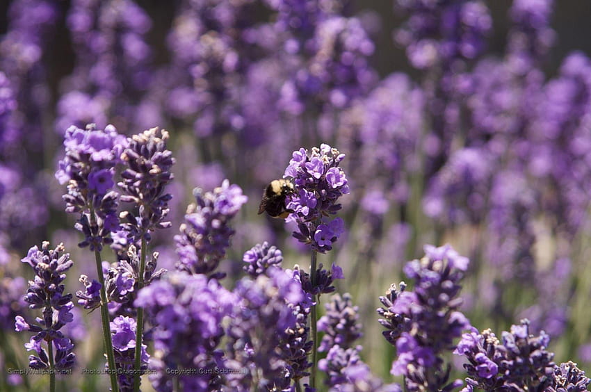 Purple Flower, Lavender Purple Flower HD wallpaper | Pxfuel