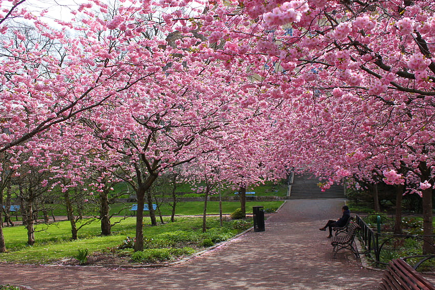 AsAm Haberleri. MercuryNews: SoCal Yerel Japon Topluluğu Nisanda Sizin Yalanınızı Kutluyor Cherry Blossoms HD duvar kağıdı