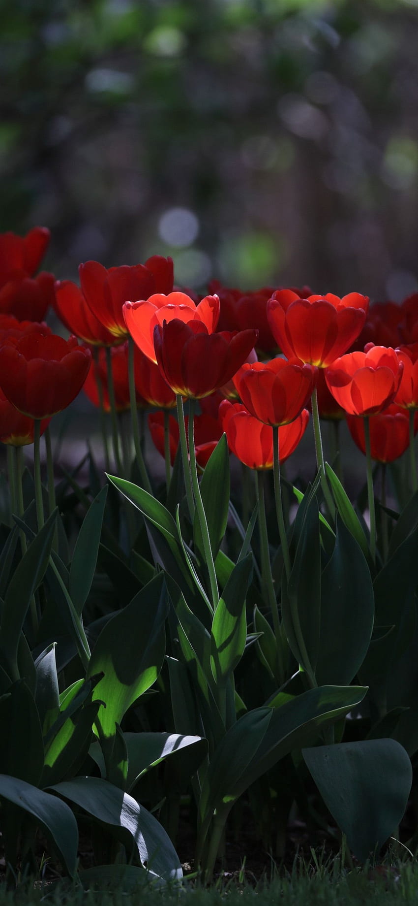 iPhone Molti tulipani rossi, Parco, Nebbioso - Cellulare - Sfondo del telefono HD