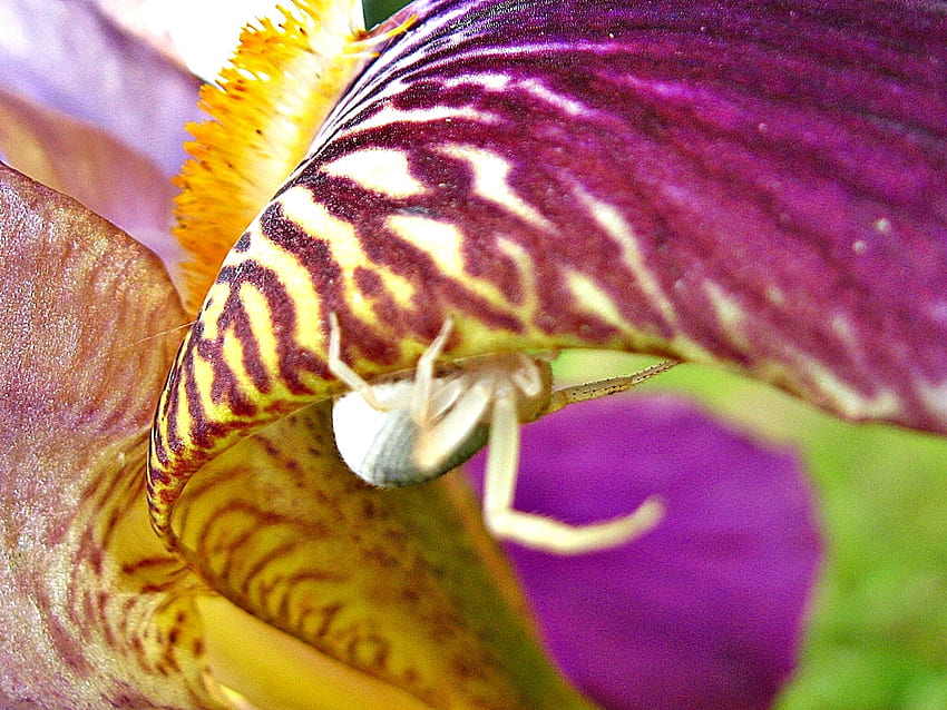 spider on iris, iris, spider, macro, flower HD wallpaper
