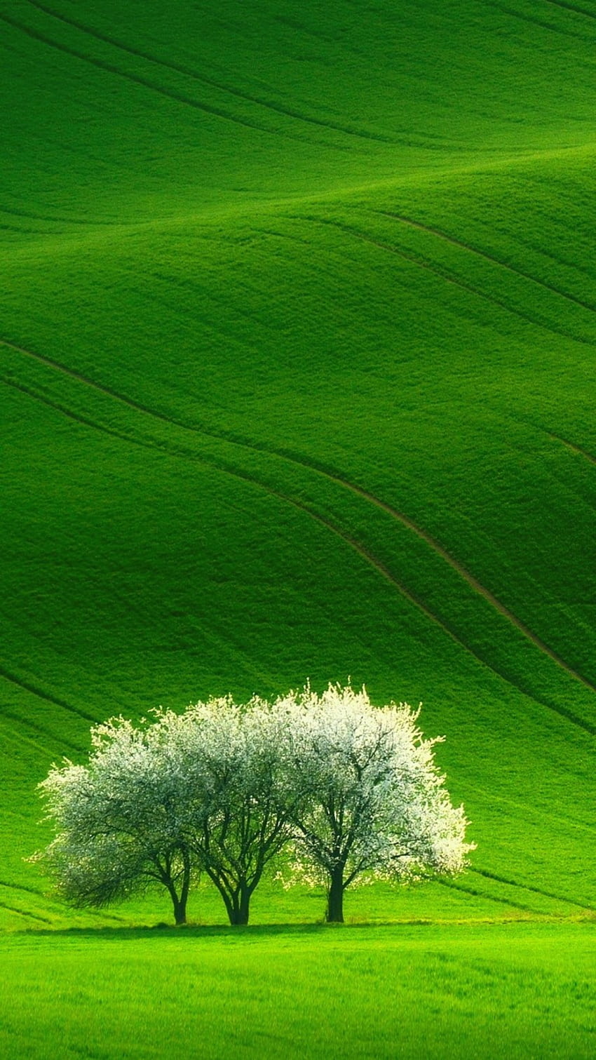 Zielona piękna przyroda Sceneria Android, Natura Android Tapeta na telefon HD