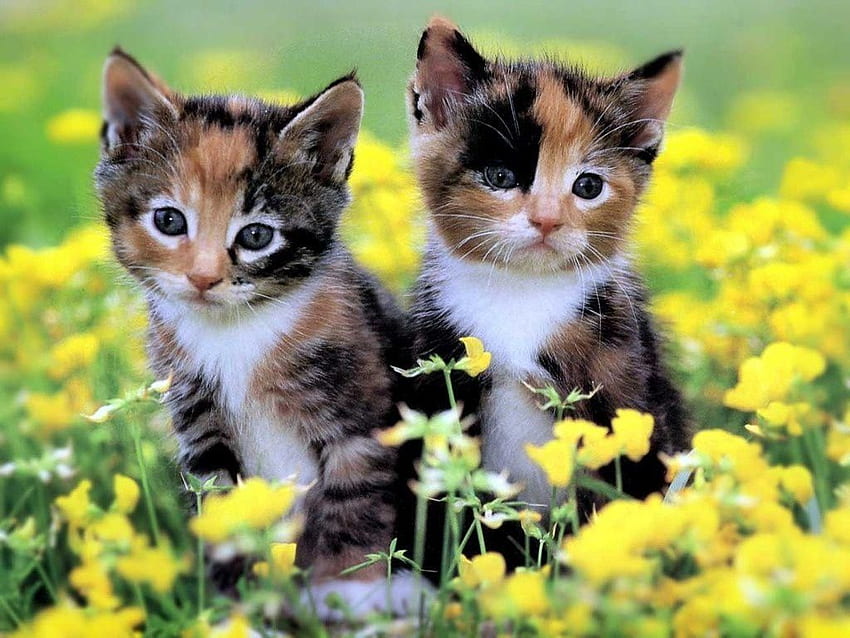 Adorable calico kittens. Kittens cutest, Kitten , Cute cats HD wallpaper