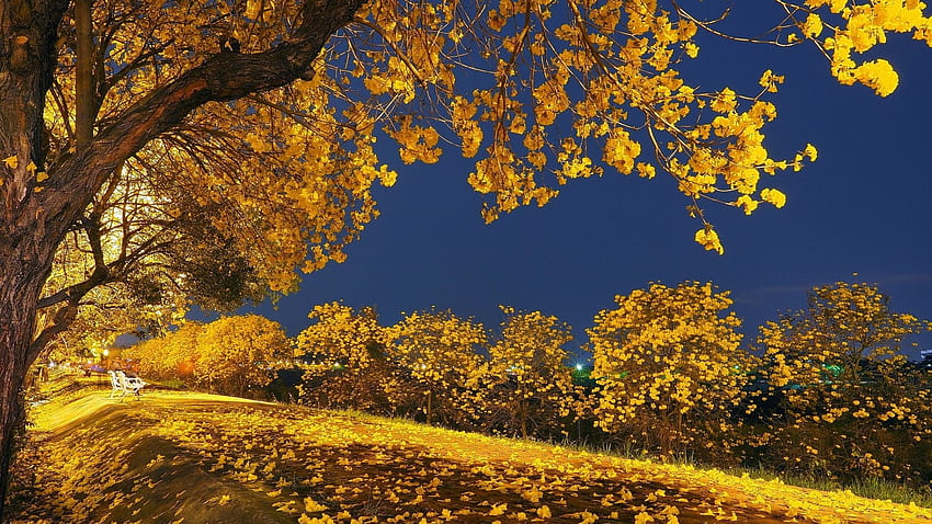 Falling Tag - Falling Nature Night Yellow Trees Sky Tree Autumn Leaves Tonight Park Landscape Fall วอลล์เปเปอร์ HD