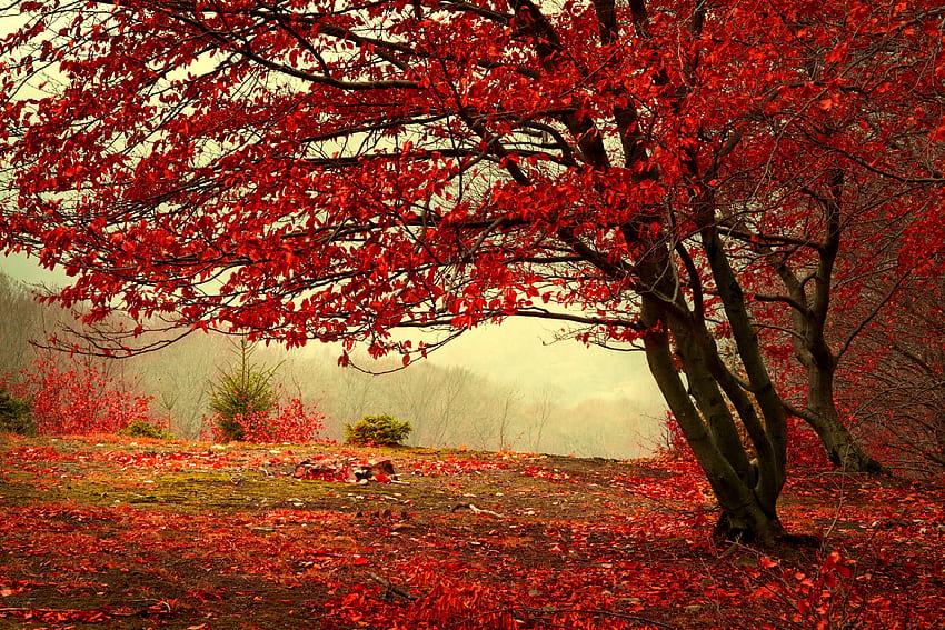 Мъглив есенен ден, есен, красива, дърво, мъгла, ден, листа, есен, гора, зеленина HD тапет