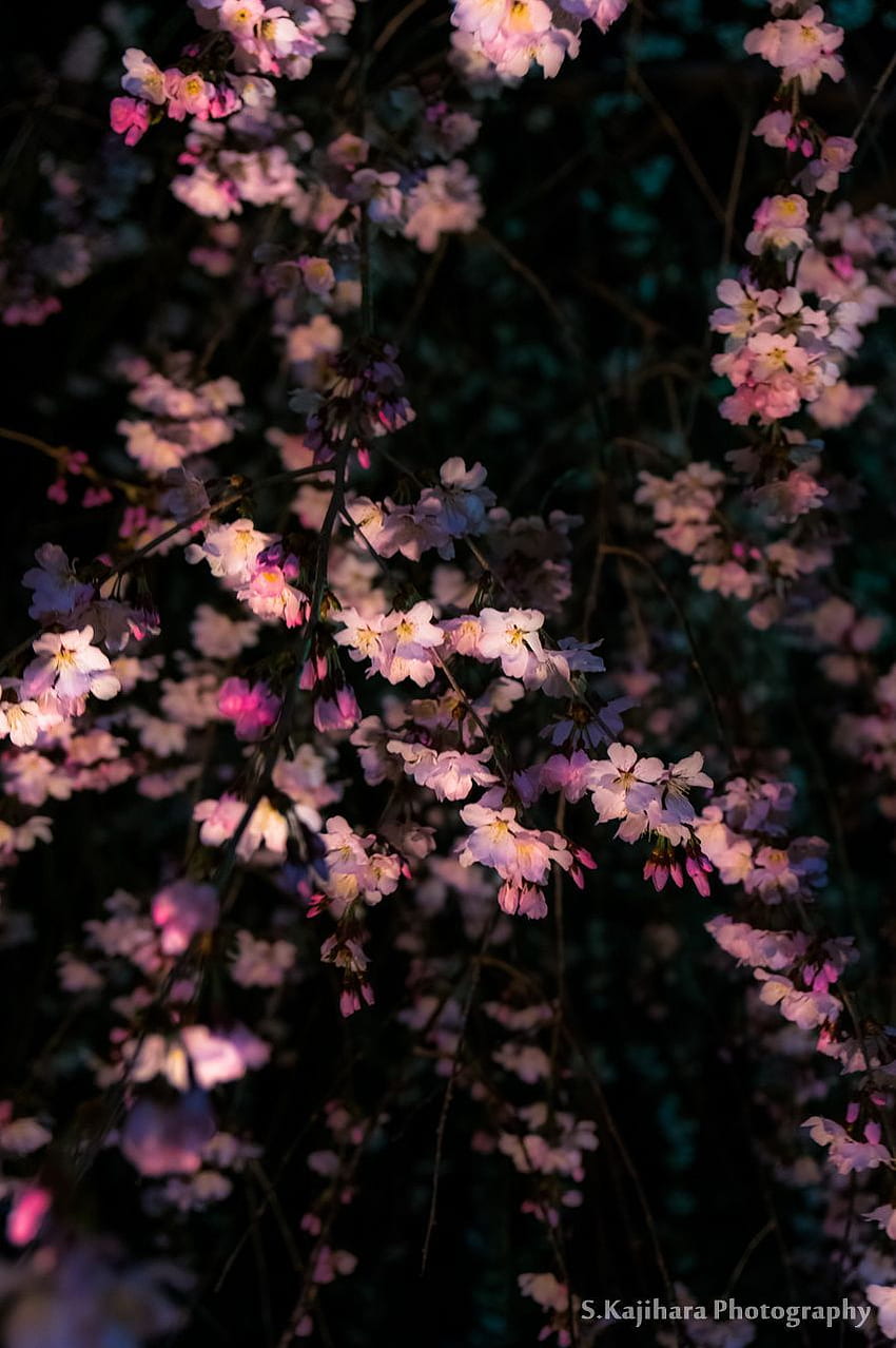 Cherry blossoms of a dark night. Spring aesthetic, Planting flowers, Dark aesthetic, Dark Cherry Blossom HD phone wallpaper
