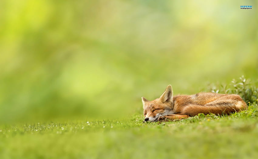 fox, wilds, çim, orman HD duvar kağıdı