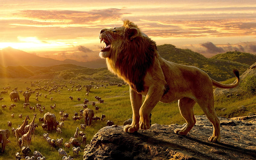 king of beasts, Africa, sunset, wildlife, elephants, lion, zebras, bulls HD wallpaper