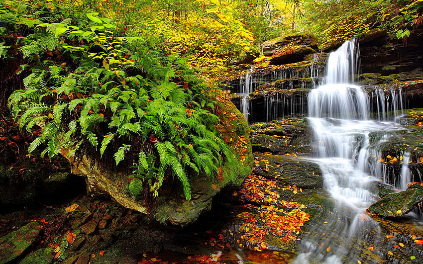 Cascades d'eau de forêt, ruisseau, automne, États-Unis, beau, parc, feuilles, chute d'eau, cascades, arbres, automne, forêt, feuillage Fond d'écran HD