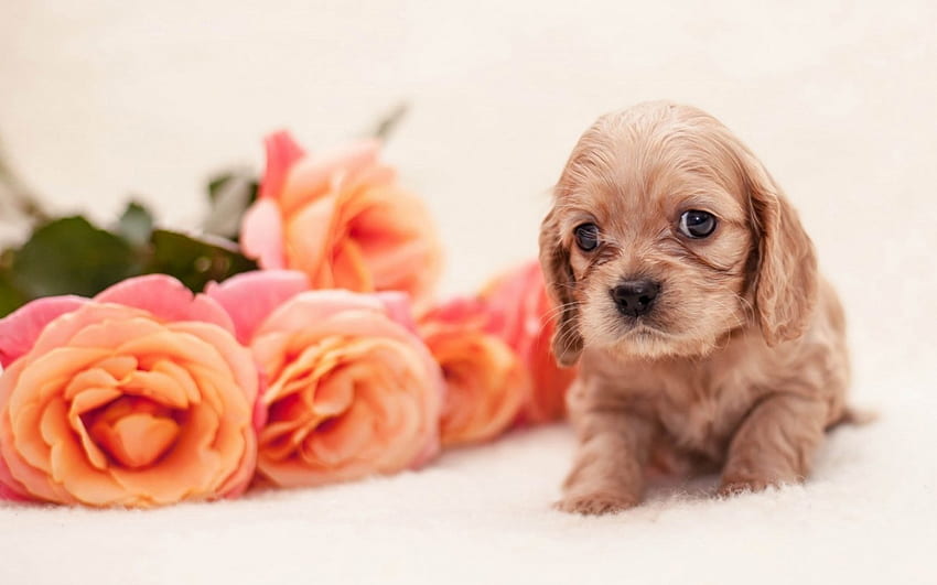 dog, sweet, animal, white, cute, orange, rose, puppy, pink, flower HD wallpaper