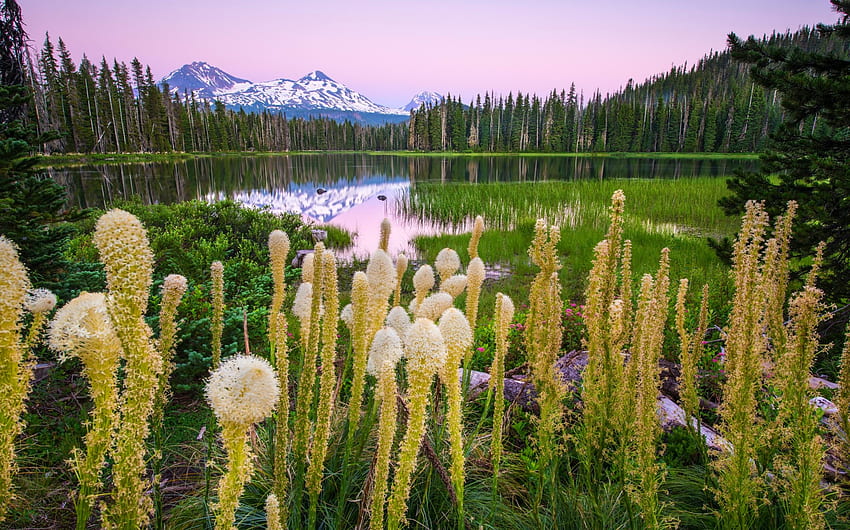 日没時のスコット湖のワイルドフラワー、雪に覆われた峰、水生植物、美しい湖、ワシントン州、葦、緑、花、山、森 高画質の壁紙