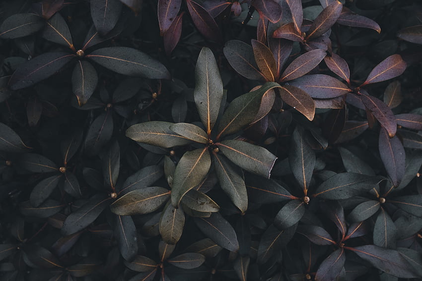 Nature, Leaves, Bush, Plant, Dark, Grey HD wallpaper