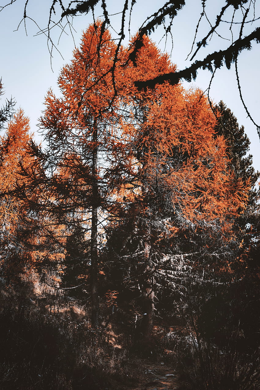naturaleza, árboles, pino, coníferas, marrón fondo de pantalla del teléfono