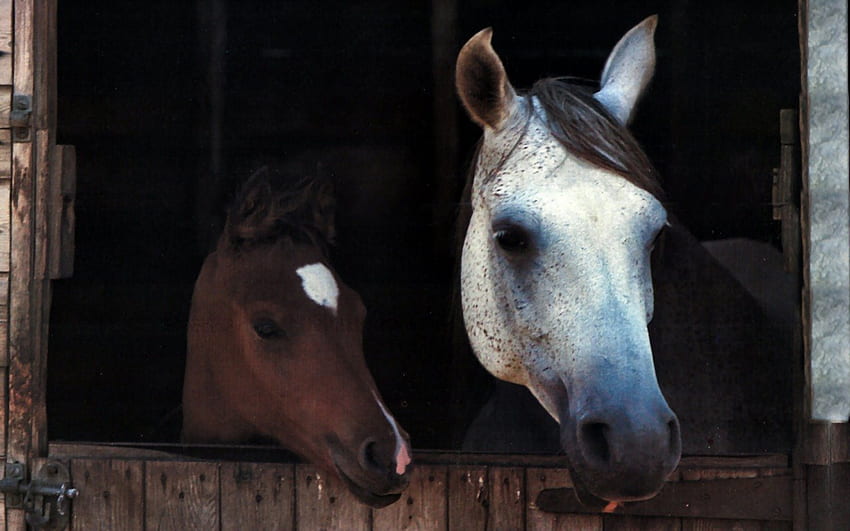 Madre e figlio - Cavalli 2, animale, cavallo, schermo largo, graphy, equino, teste Sfondo HD