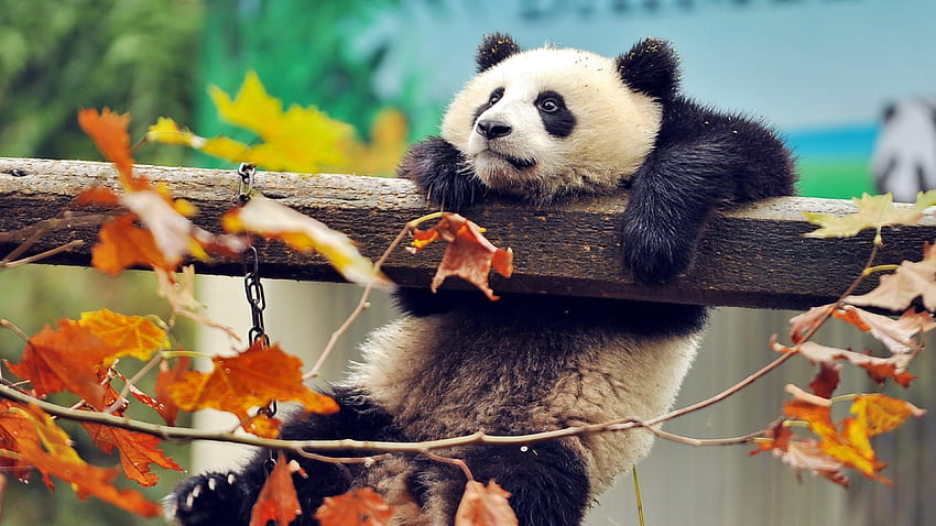 panda, bears, funny animals, zoo, , autumn for with resolution . High Quality , Funny Autumn HD wallpaper