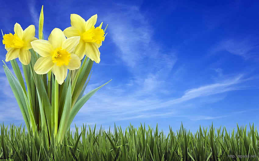 Fleur de Narcisse 3D - Arrière-plan, fleurs 3D mignonnes Fond d'écran HD