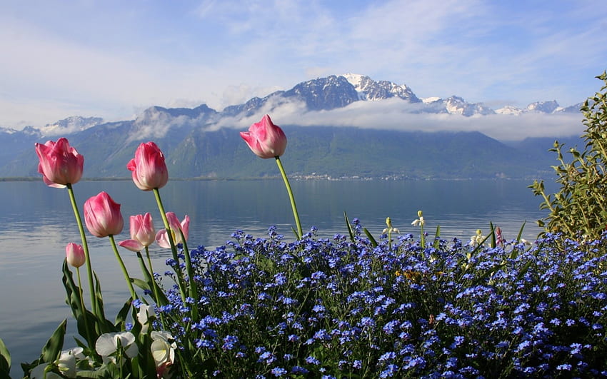 산 풍경, 풍경, 자연, 꽃, 튤립, 봄, 산, 호수 HD 월페이퍼