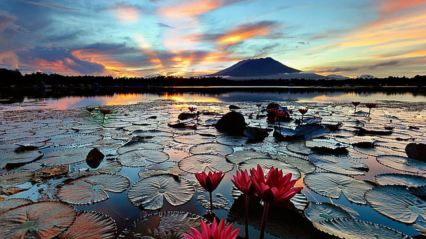 Closeup View Of Lotus Leaves Flowers On Water Landscape View Of Mountains During Sunset Reflection On Lake Nature HD wallpaper