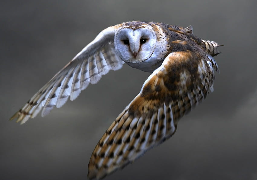 Animals, Owl, Bird, Predator, Flight, Barn Owl, Sipucha HD wallpaper