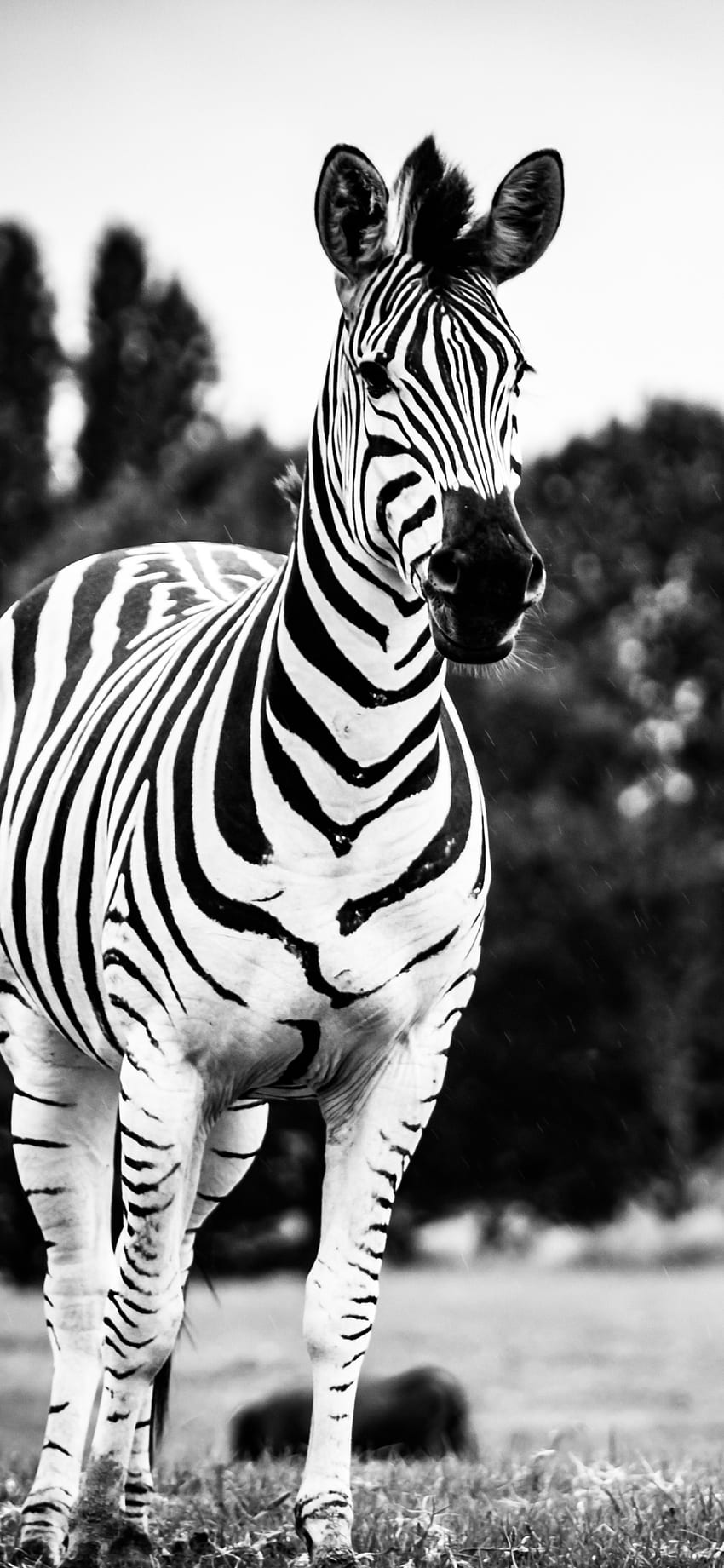 131089 Zebra Wallpaper Images Stock Photos  Vectors  Shutterstock