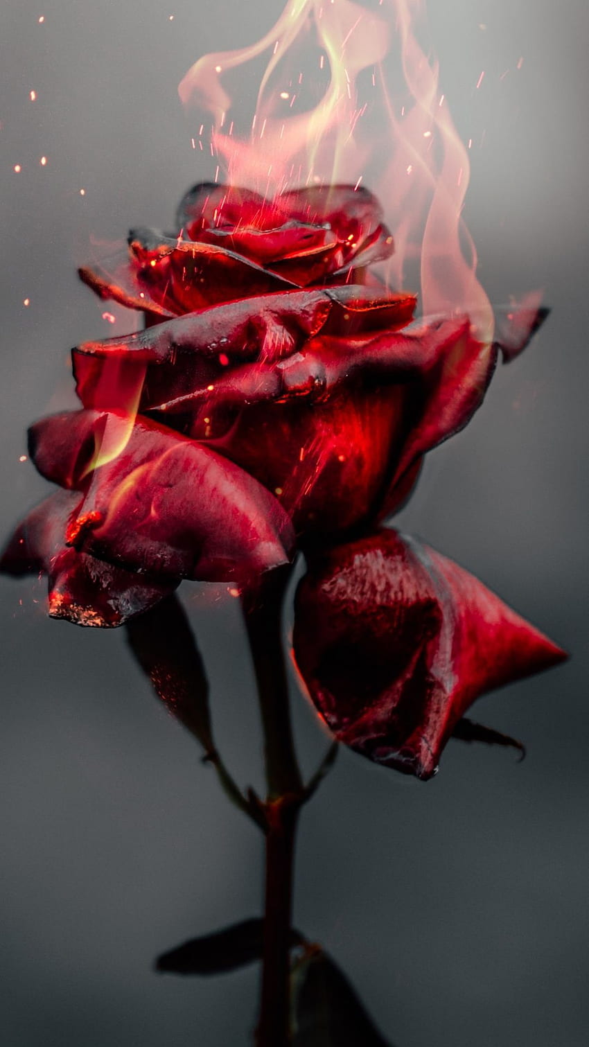 불타는 장미, 불, 붉은 꽃 . 붉은 꽃, 붉은 장미, 불타는 장미, 붉은 장미 빈티지 HD 전화 배경 화면