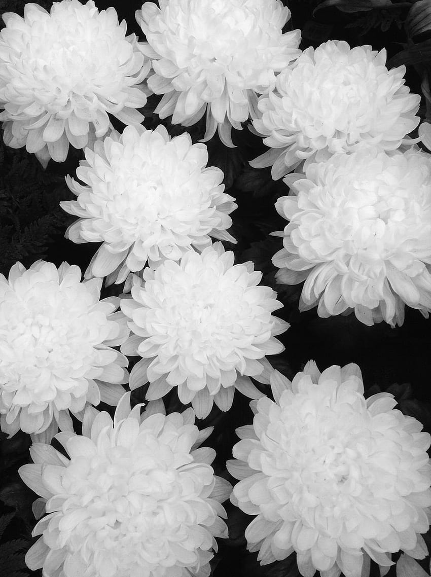 Unusual White Flowers Tumblr - Wedding and flowers ispiration, Indie Floral HD phone wallpaper