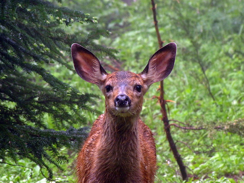 Roe deer, muzzle, wild animals, cute HD wallpaper