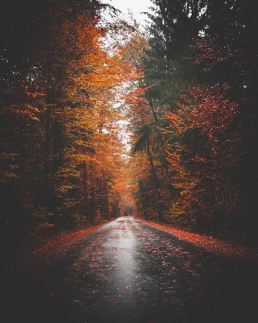 Nature, Trees, Autumn, Road, Forest, Asphalt HD phone wallpaper