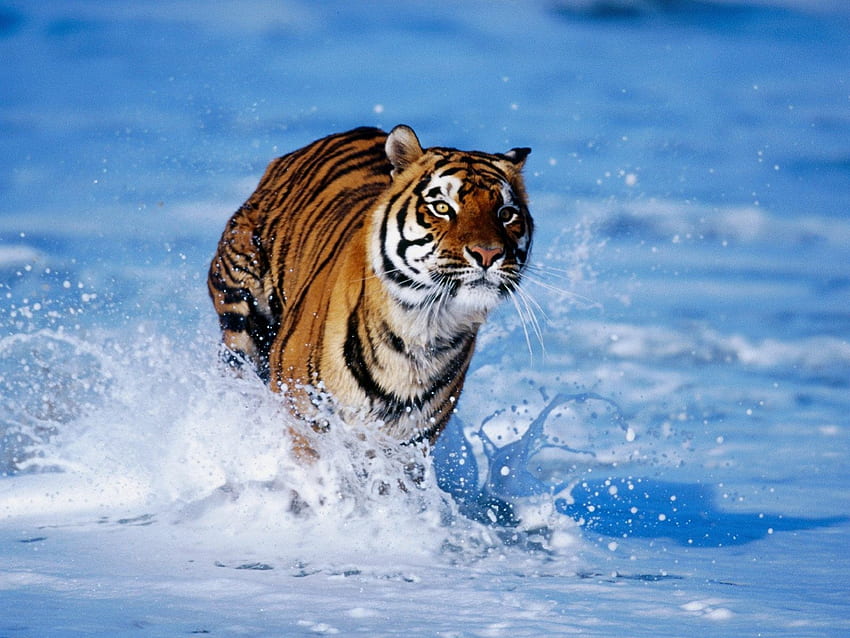 Schneetiger, Tiger im Schnee, Tiger, Sibirischer Tiger HD-Hintergrundbild