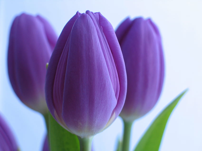 Flores, Tulipanes, Primer Plano, Ramo fondo de pantalla