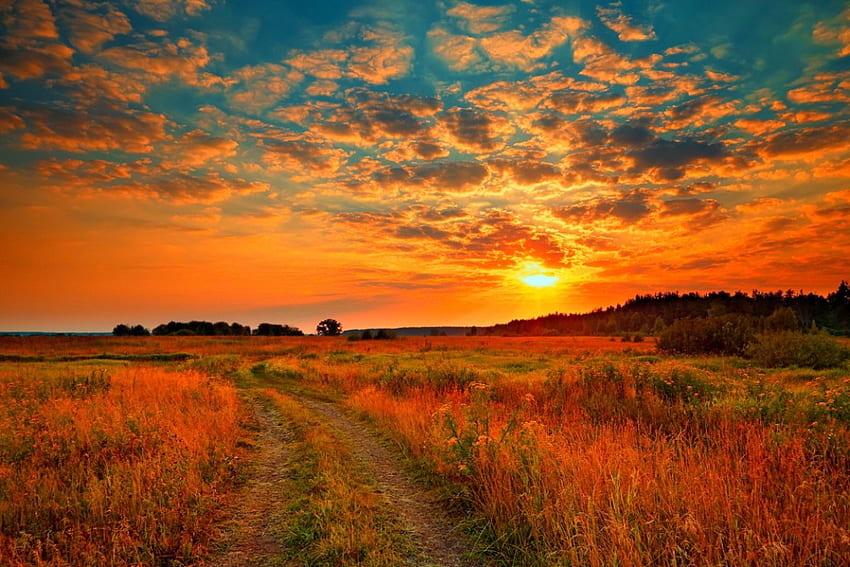 Sunrise field, rays, golden, glow, path, meadow, beautiful, lvoely, orange, sunrise, fiery, summer, clouds, nature, sky, sunset HD wallpaper