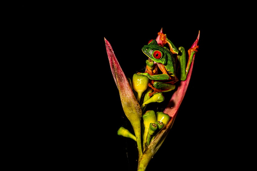 perched on flower of paradise, eyes, frog, flower, red HD wallpaper