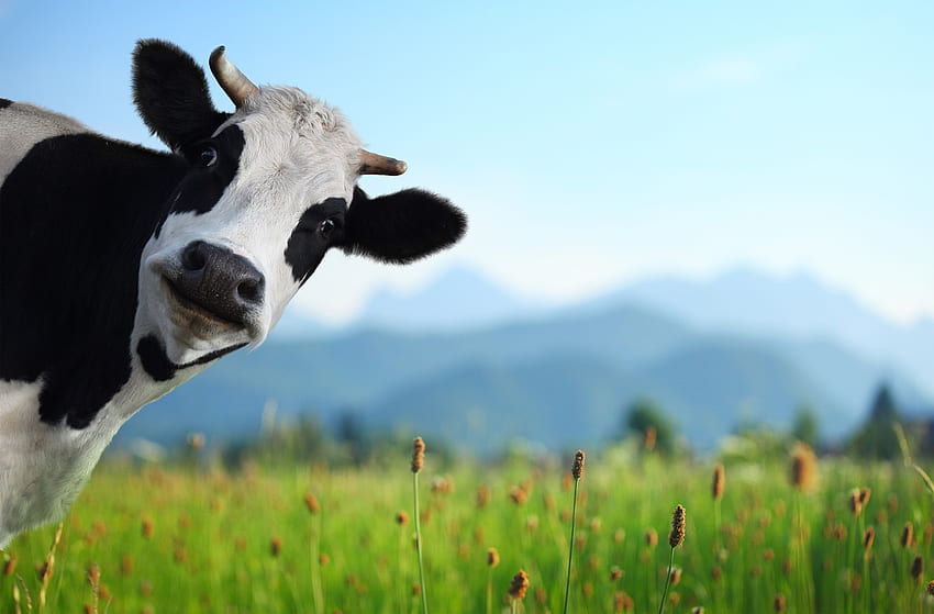 Hallo, pastures, cow, funny, grass, mountains HD wallpaper