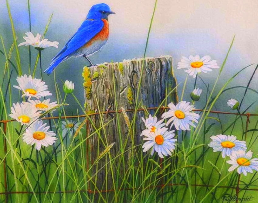 Prairie d'été, oiseaux, prairie, jolies fleurs, été, amour des quatre saisons, animaux, oiseau bleu, nature, fleurs Fond d'écran HD