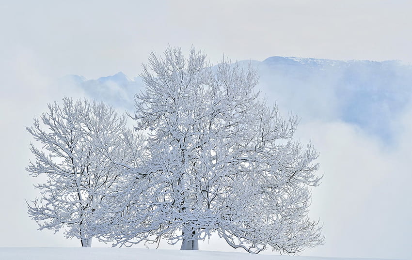 Winter, verschneit, Schnee, Natur, Winterzeit, Baum HD-Hintergrundbild