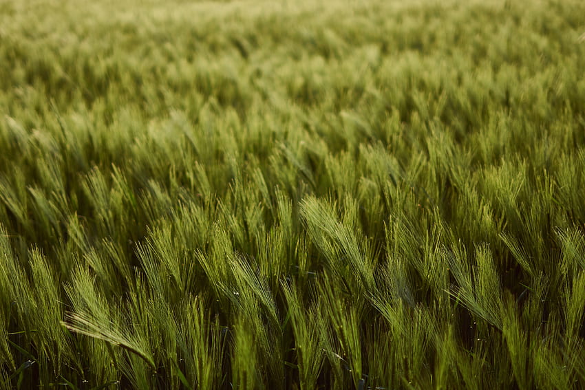 自然, 小麦, フィールド, 厚い, 耳, スパイク, 収穫 高画質の壁紙