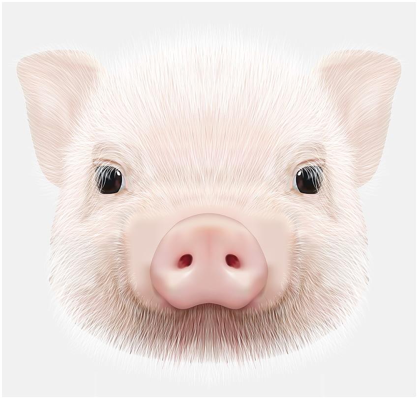 Pig Head PNG Clip Art High Quality And Transparent PNG Clipart, Pig Nose HD wallpaper