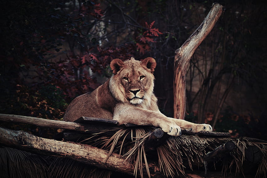 Animals, Lies, Lion, Predator, King Of Beasts, King Of The Beasts HD wallpaper
