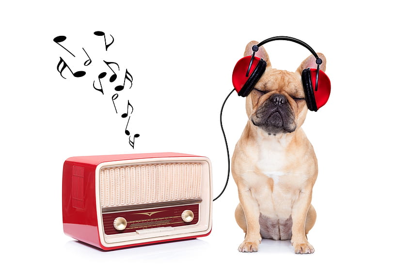 Слушайте музика, куче, животно, слушалки, сладко, кученце, музика, радио, червено, смешно, кейн HD тапет