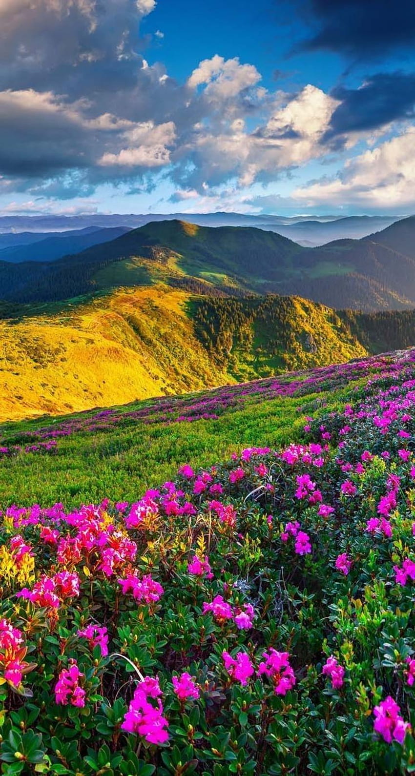 iPhone . Nature, Natural landscape, Mountainous landforms, Sky, Flower, Mountain HD phone wallpaper